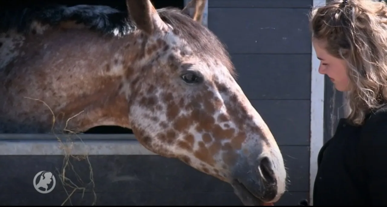Crowdfunding voor paard Twix gehaald: 'Hij kan weer de oude worden'