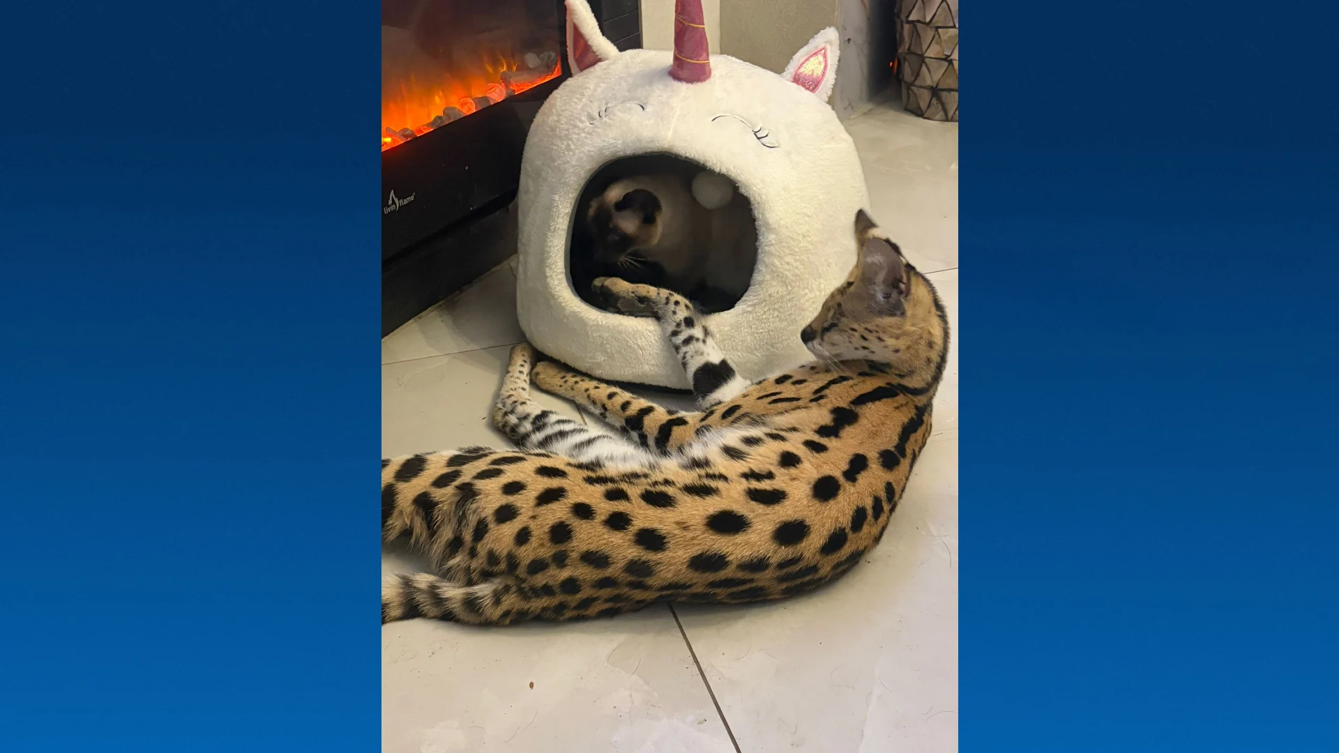 Serval Nala ontsnapt na inbraak in Landgraaf, zoektocht opgeschaald