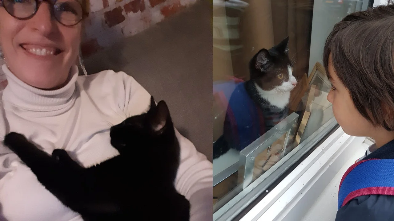 Mysterieus drama in Rotterdam: kerngezonde katten gaan dood, honden worden ziek