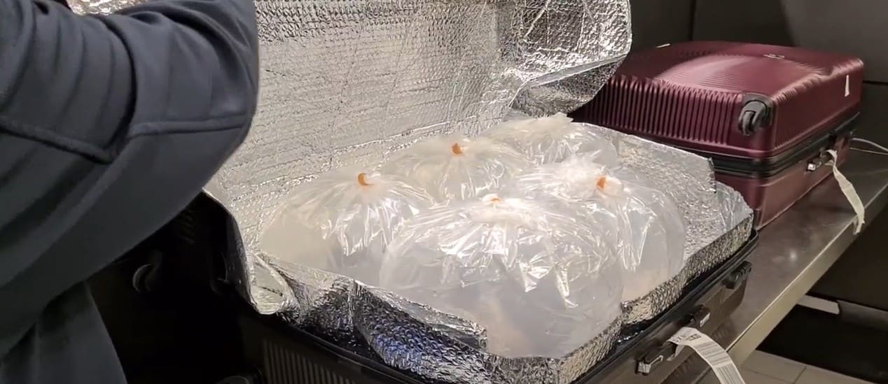 170.000 babypalingen onderschept in vier koffers op Schiphol