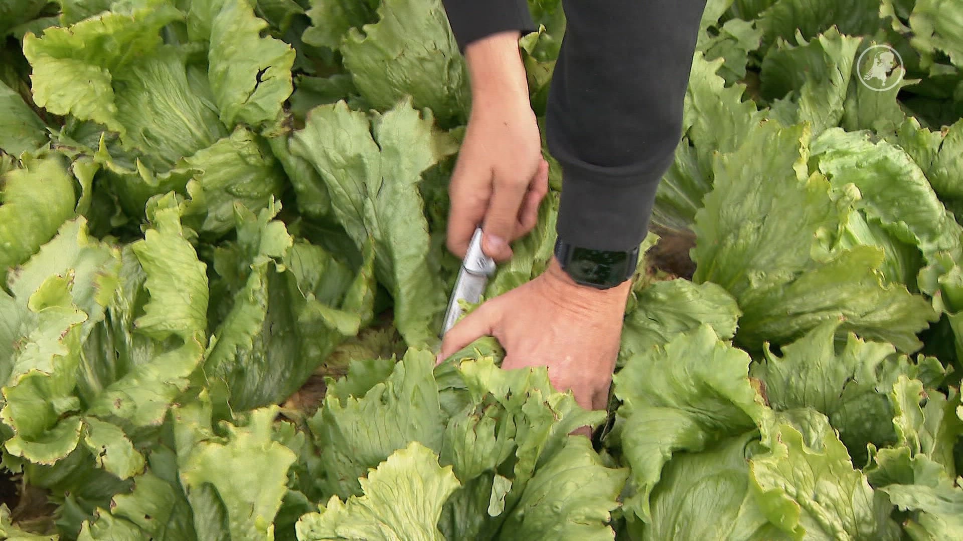 Beestjes in je groente? Het komt vaker voor dan je denkt