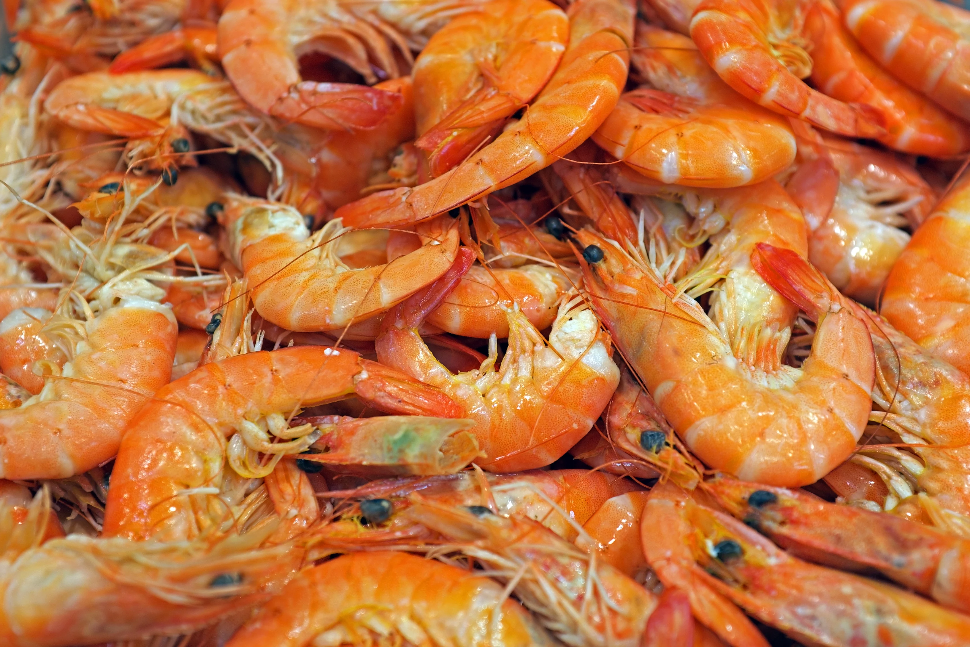 'Meerderheid Tweede Kamer wil verkoop van garnalen met afgeknipte ogen stoppen'