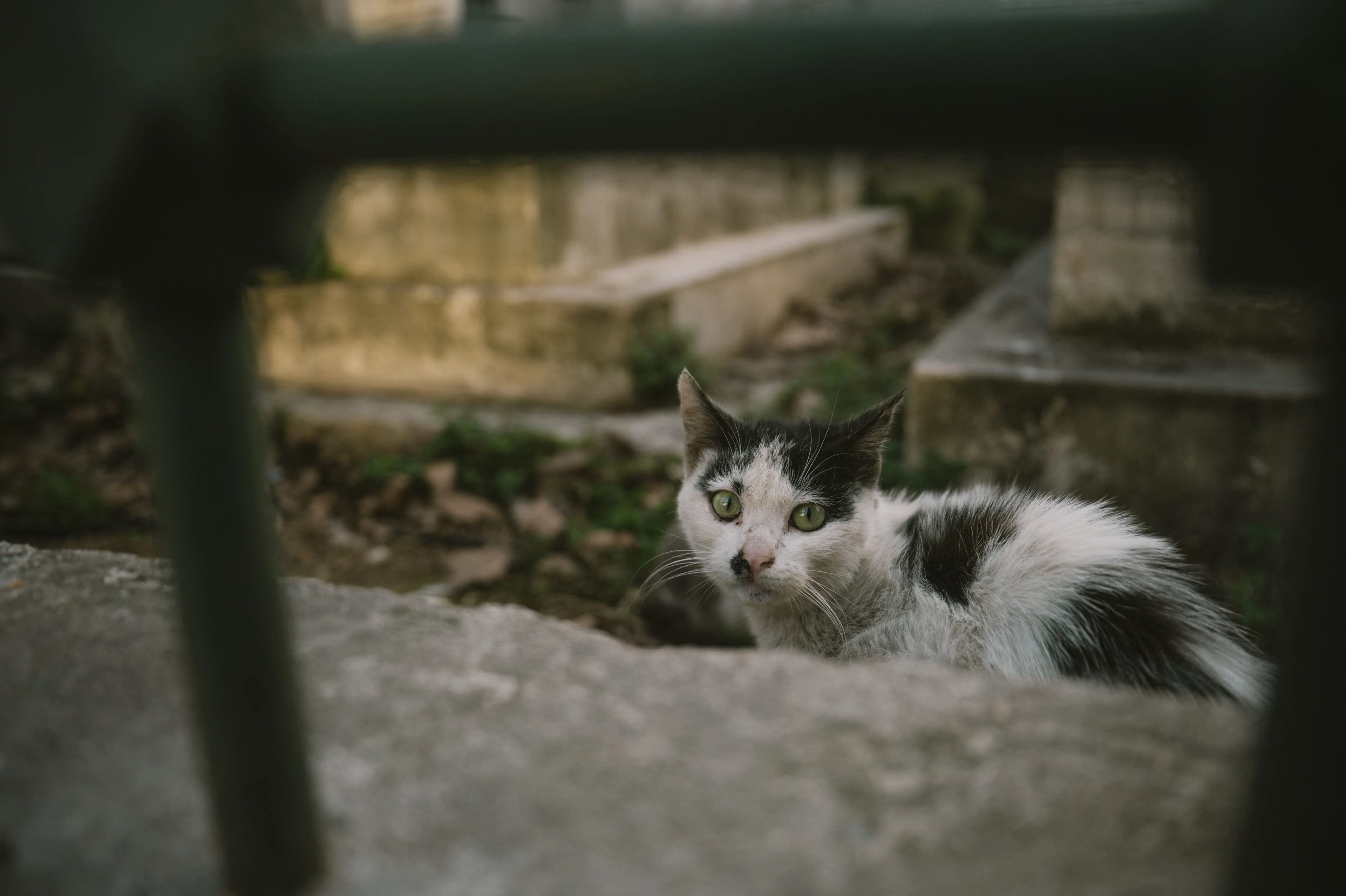 Steeds meer huisdieren worden verwaarloosd, vooral katten
