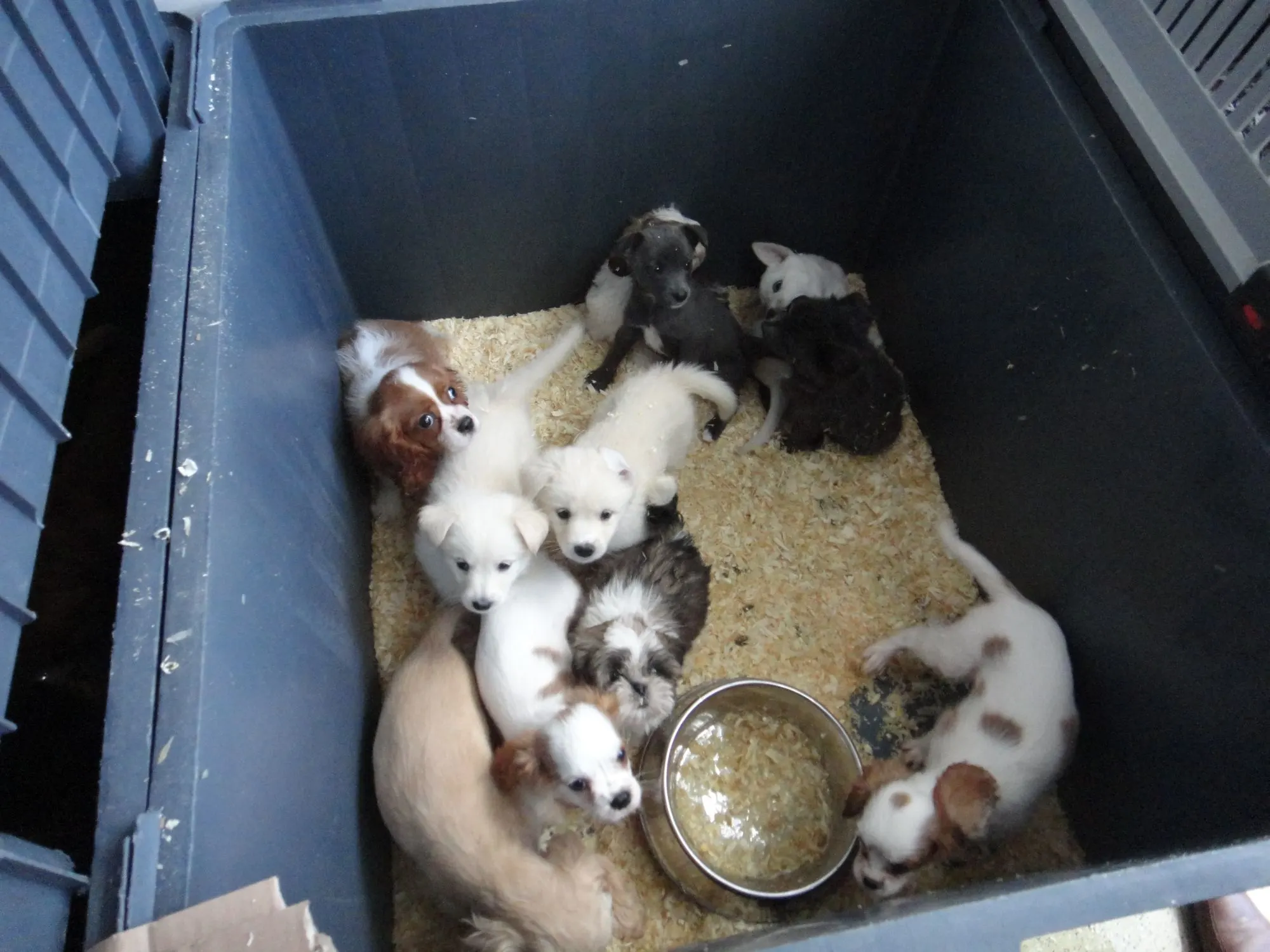 Minister doet beroep op bevolking om illegale hondenhandel tegen te gaan