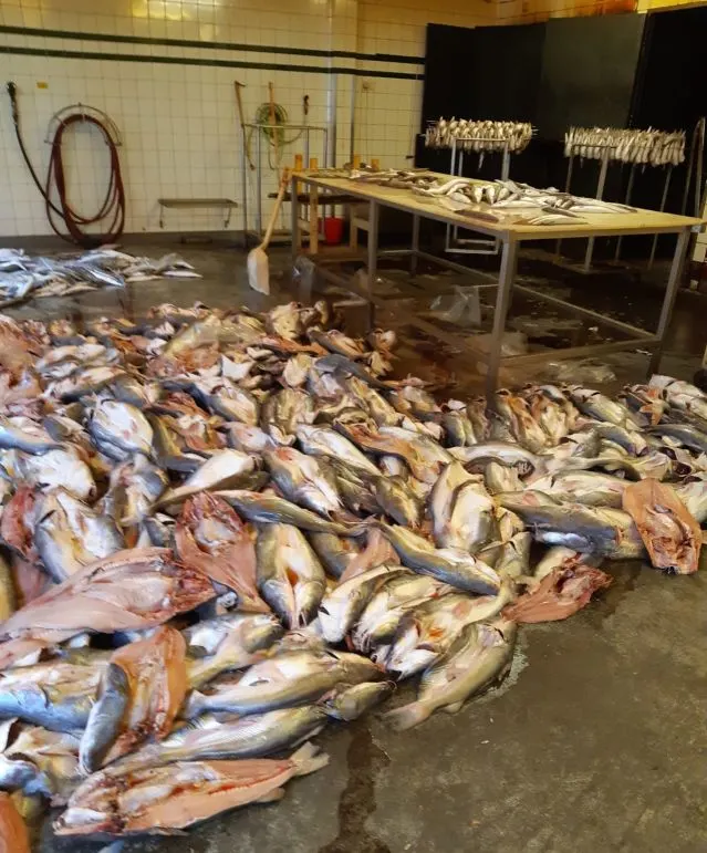 Vissen op de vloer in smerige bedrijfsruimte: NVWA sluit visbedrijf in IJmuiden