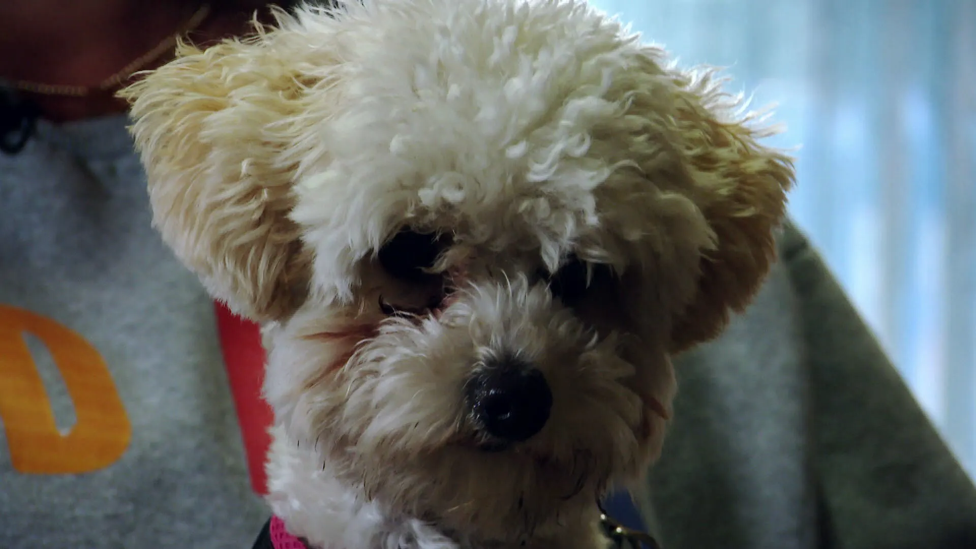 'Broodfokker' uit Zevenhuizen ziet honden als handelswaar en bedreigt gedupeerden: 'Niemand pakt hem aan'