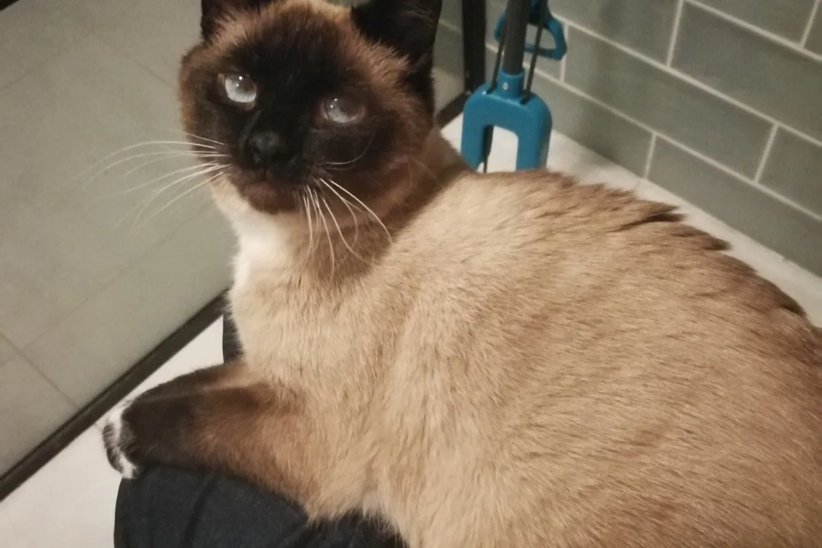 Poes Jelle aangereden en sleept zichzelf terug naar huis: 'Mijn hart brak toen ik haar zag liggen'