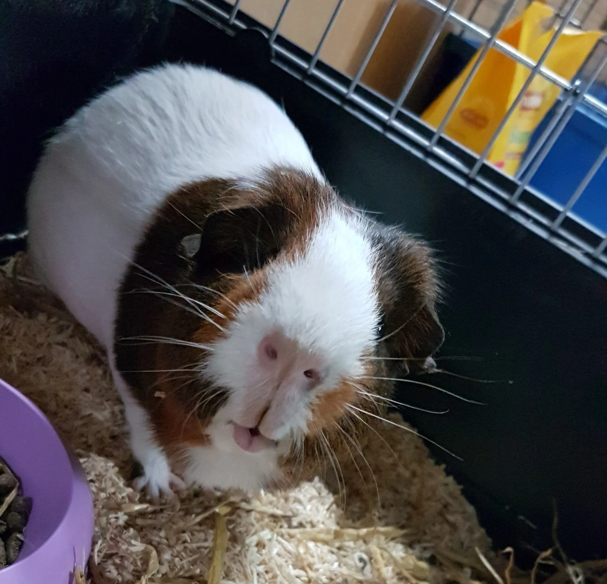 Ondervoede cavia's gedumpt in plastic zak vlakbij Helmondse fastfoodrestaurant