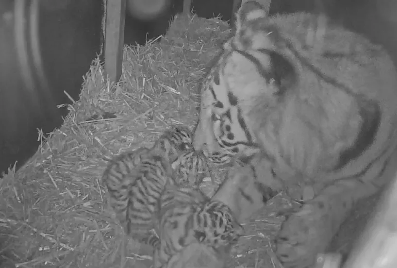 Zeldzame tijgerdrieling geboren in Ouwehands Dierenpark