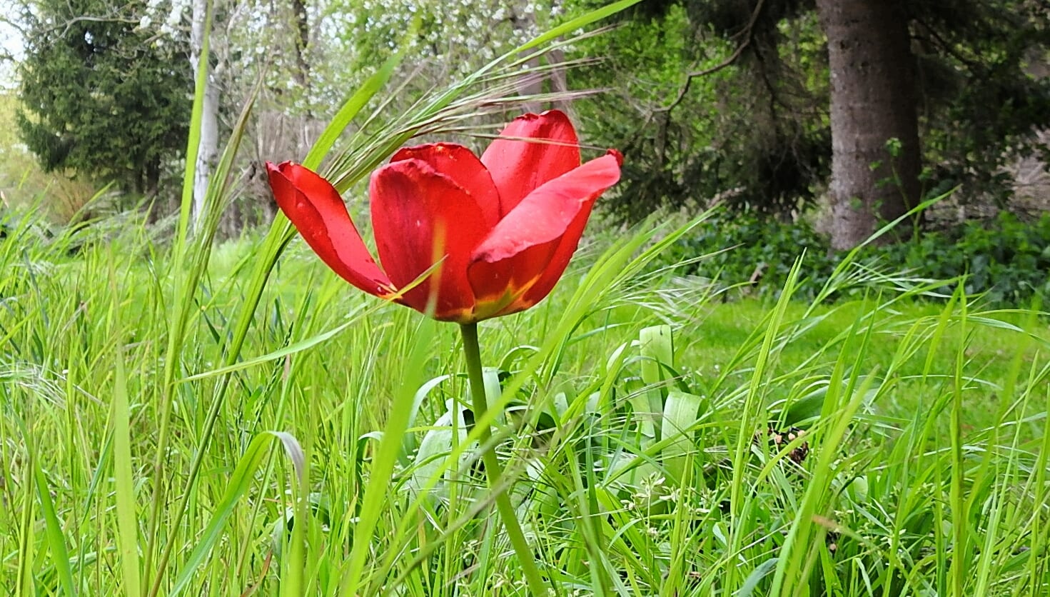 Het wordt een natte Bevrijdingsdag, maar warmer weer komt eraan