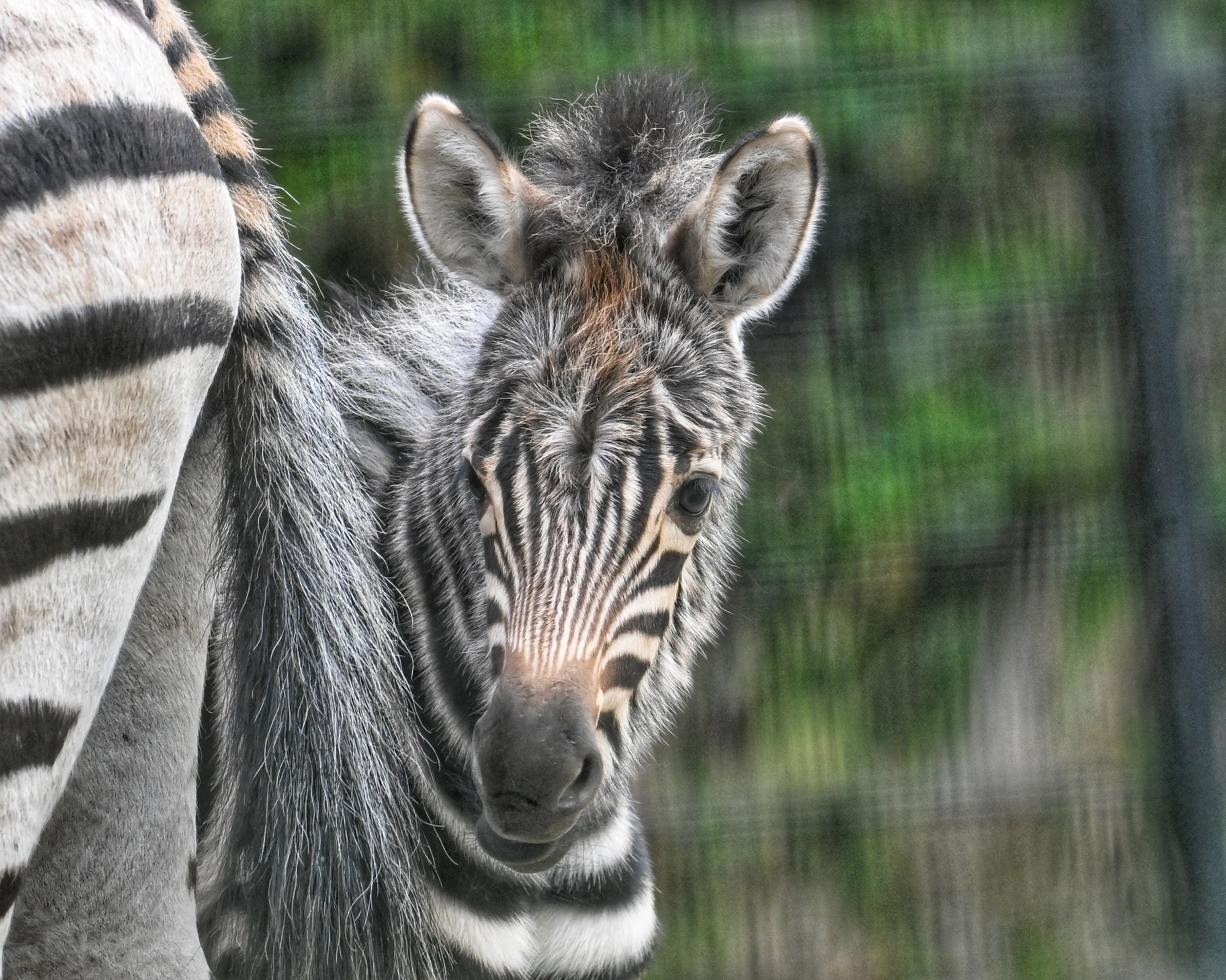 Groot feest in Diergaarde Blijdorp: na 11 jaar weer zebra geboren in dierentuin