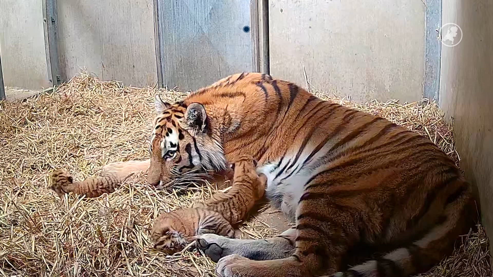 Schattig: drie tijgerwelpjes in Beekse Bergen