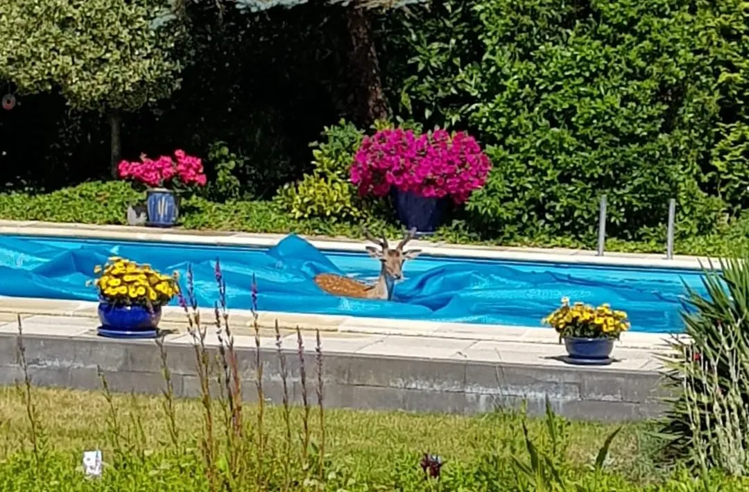 Ree denkt over Zeeuws zwembad te kunnen lopen maar haalt nat pak