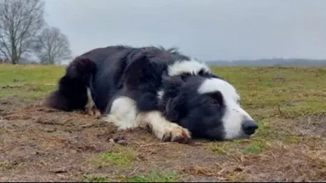 Hond Daisy nog steeds vermist na beet wolf, mocht net weer naar buiten na vorige aanval