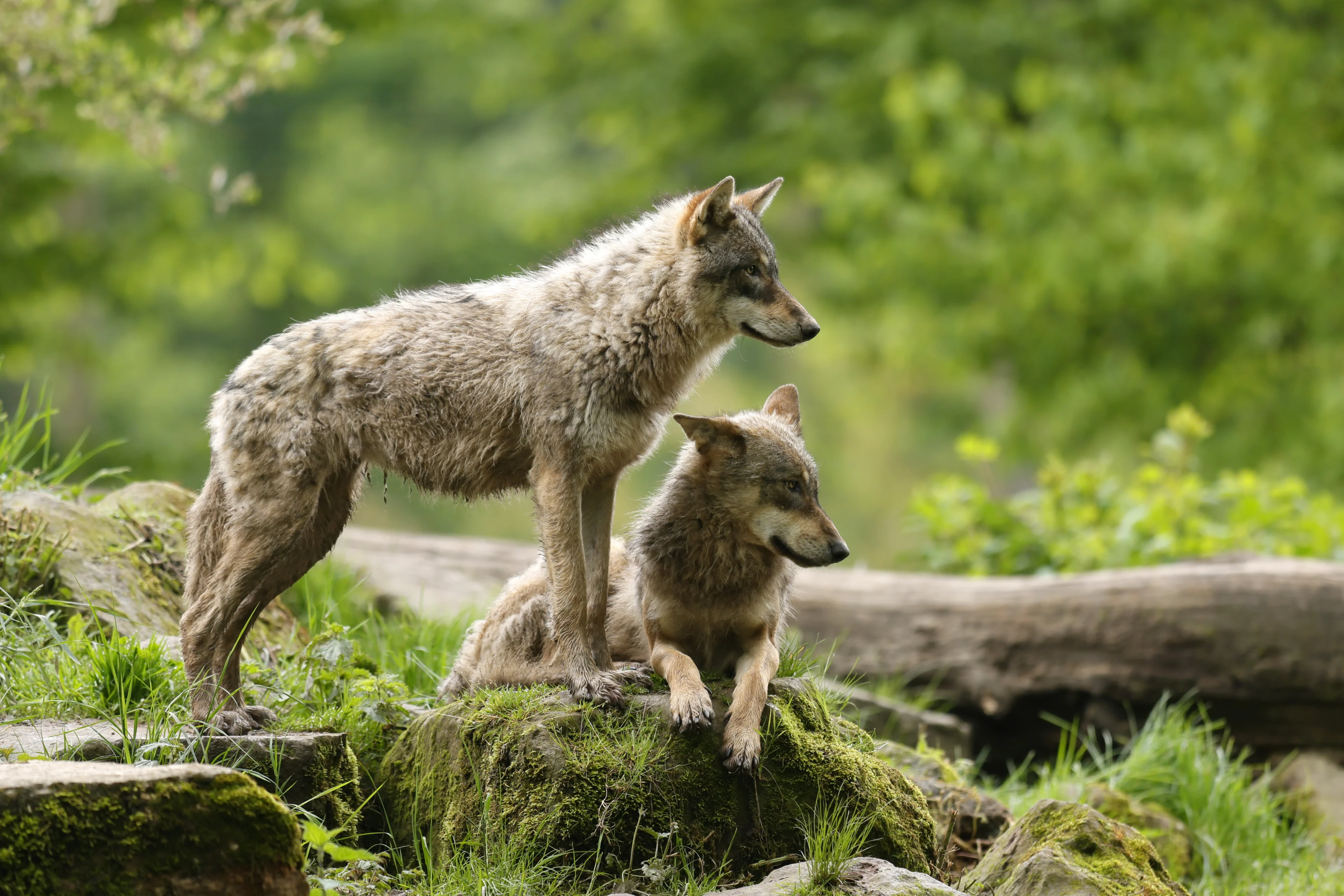 Eén wolvenroedel verantwoordelijk voor ruim 600 dode schapen