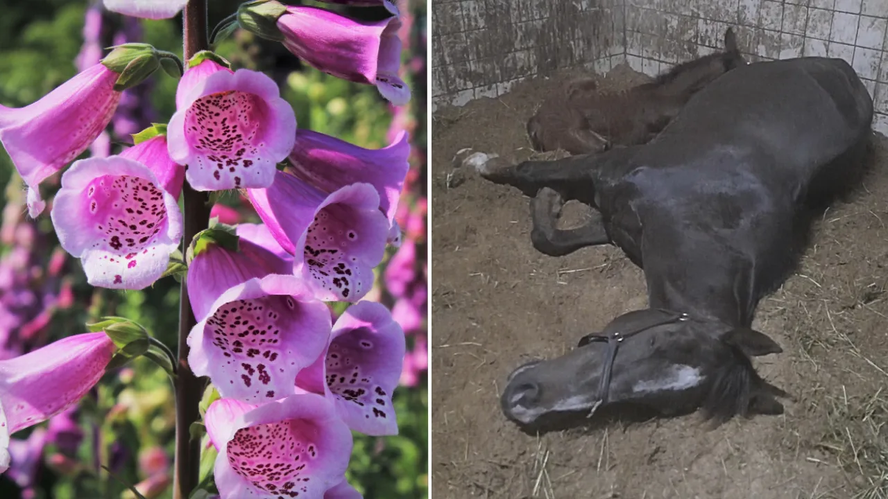 Vier merries overleden na eten vingerhoedskruid: 'Ze werden paars met rood doorlopen ogen'