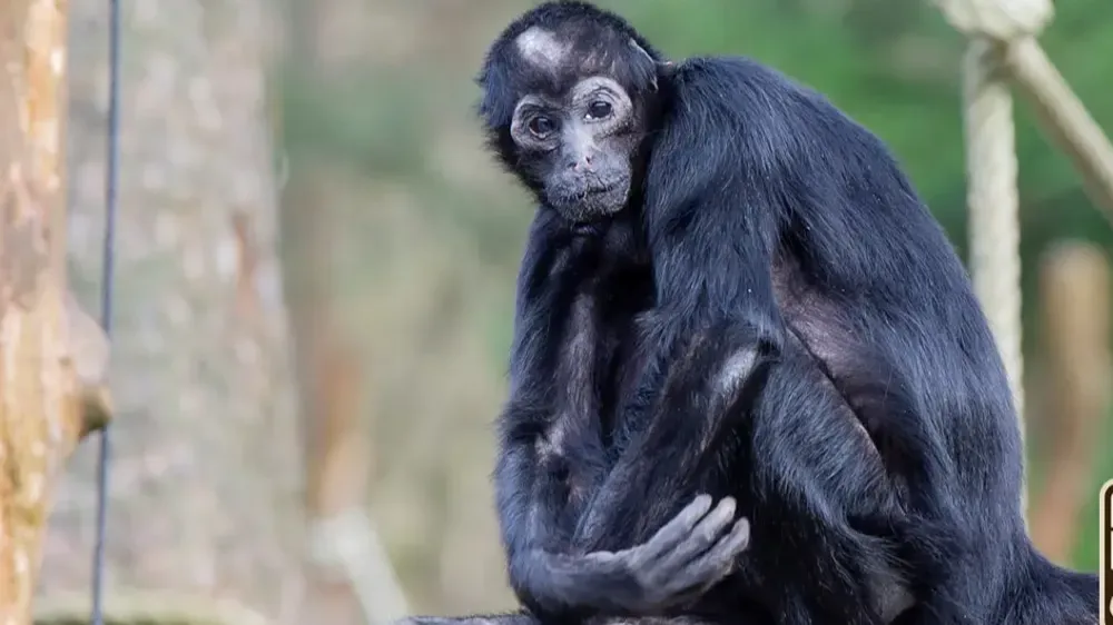 Oudste bewoner Apenheul overleden: slingeraap Pepi (57) is er niet meer