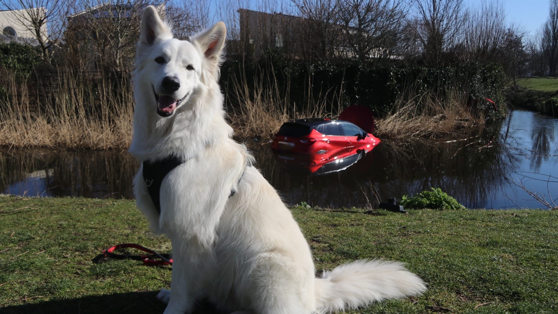 Automobilisten te water gered dankzij hond Beer: 'Ik ben trots op hem'