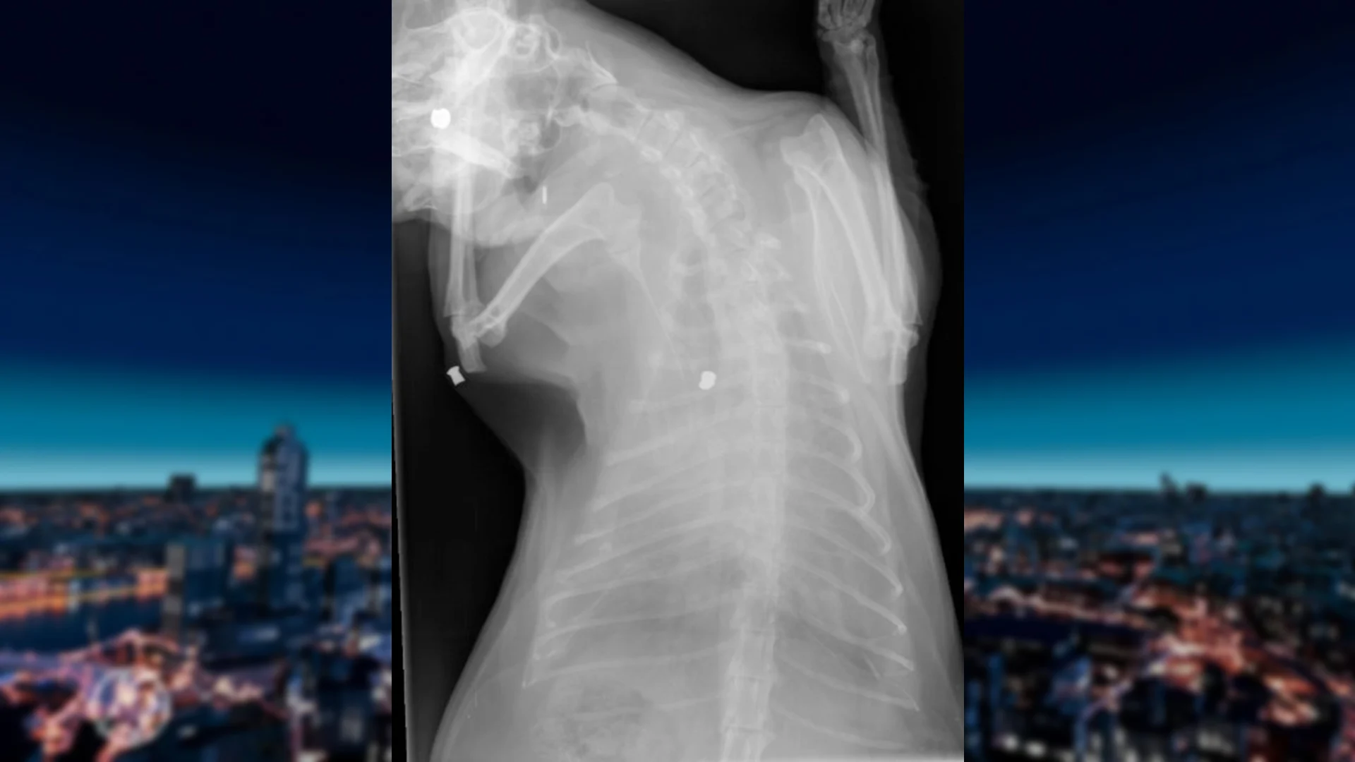 Baasje doet bizarre ontdekking als hij 'trage' kat naar dierenarts brengt