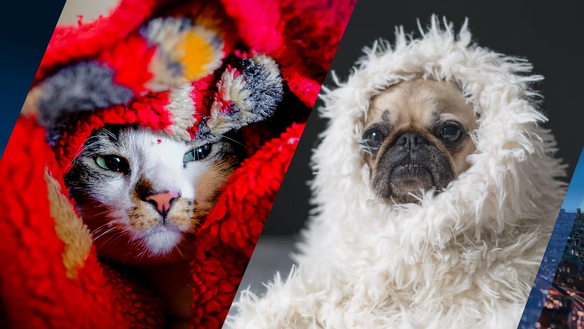 Kabinet maakt zich zorgen om coronabesmettingen bij dieren en wil beraad