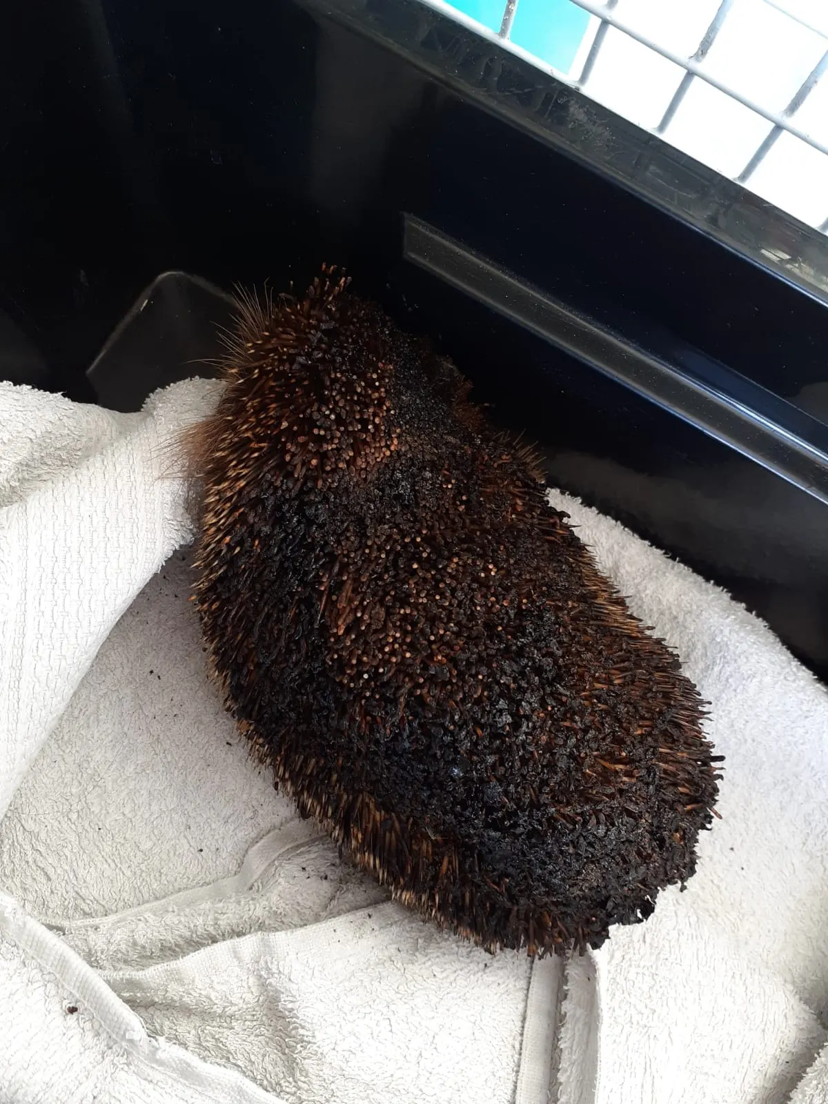 Zwartgeblakerd egeltje gered uit schuur na verwoestende brand Aalten