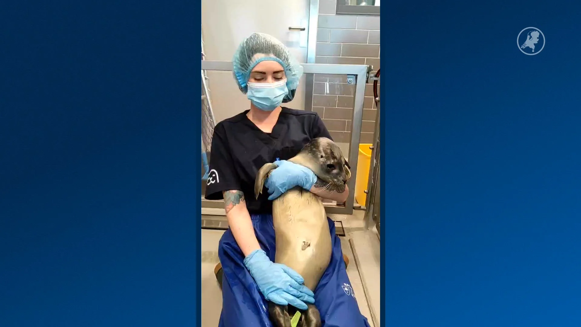 Zeehondenpup gevonden op illegale feest in Borgsweer