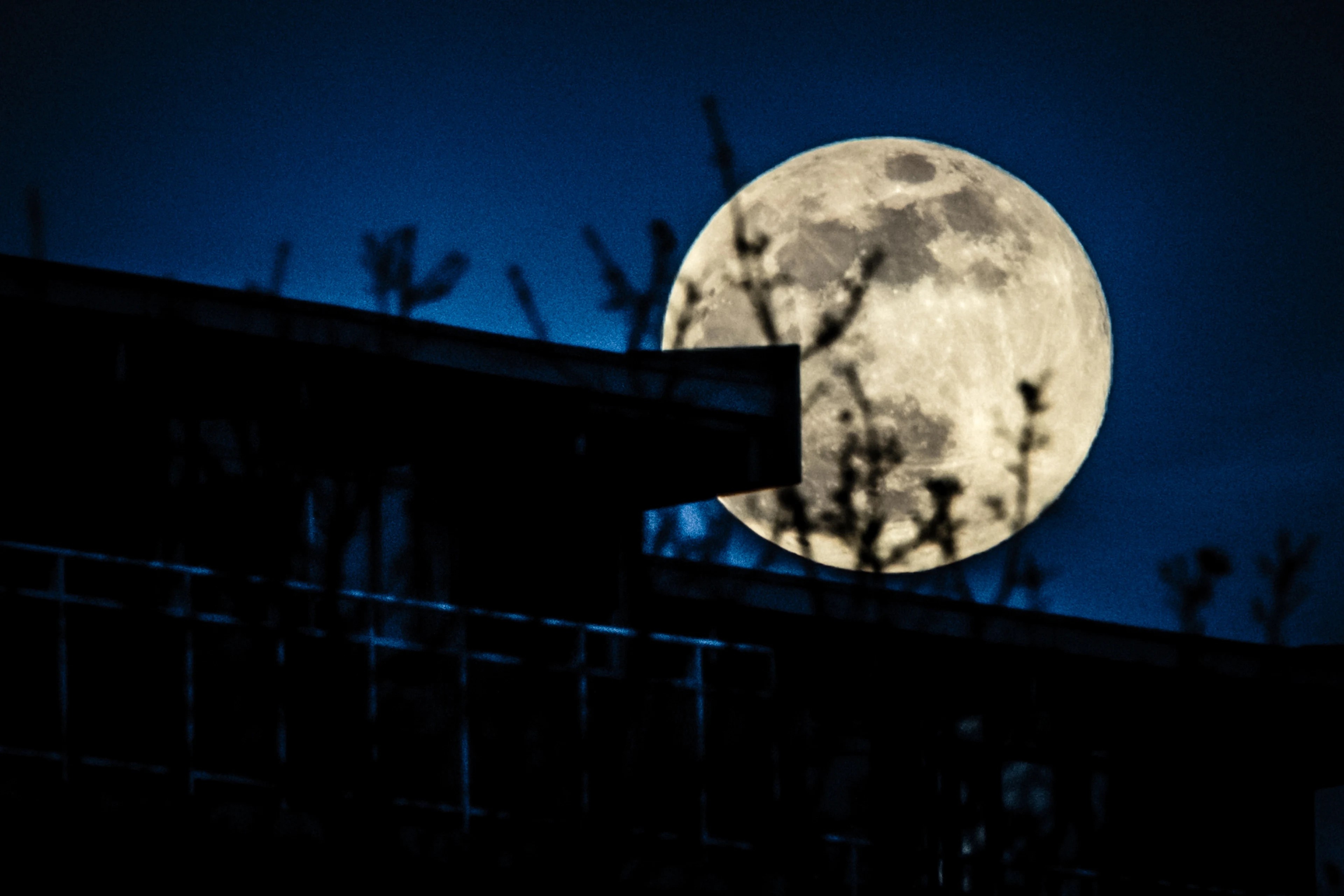 Zie de maan schijnt door de bomen: supermaan op Pakjesavond