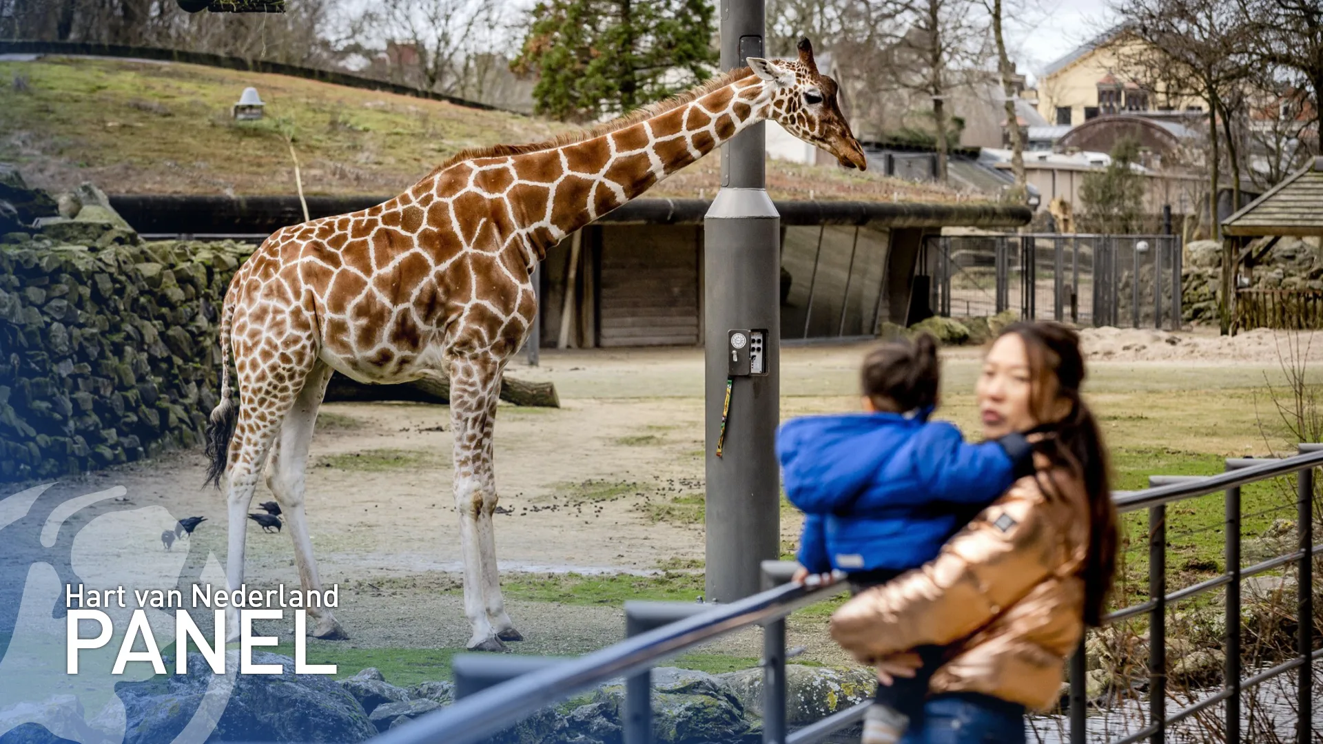 Helft vindt dieren in dierentuinen zielig: 'Niet meer van deze tijd'