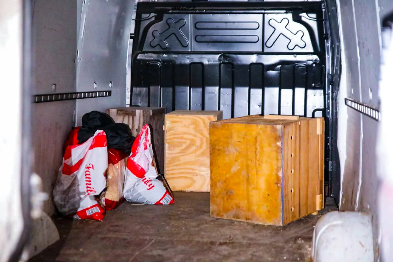 Drie albino-wallaby's gevonden in bestelbus bij Apeldoorn