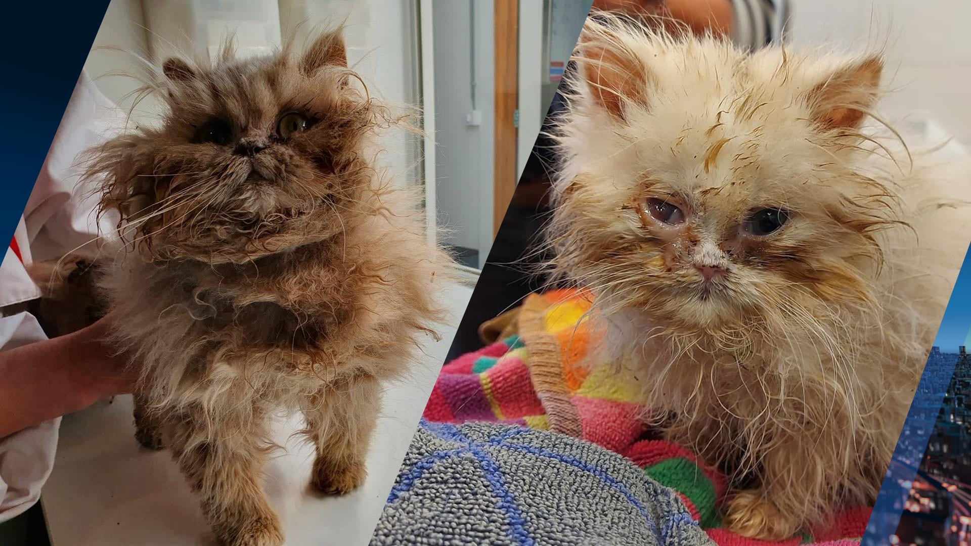 Vrees voor kattenverzamelaar in Ridderkerk die ze vervolgens verwaarloost en dumpt