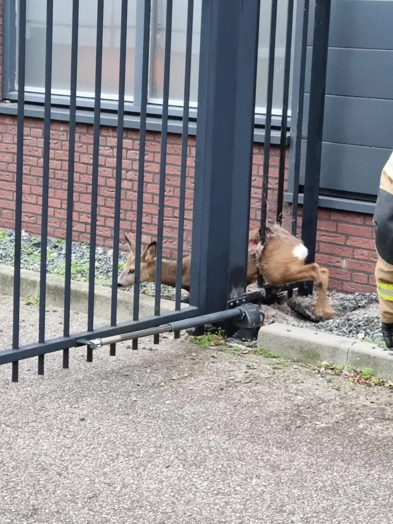 Brandweer bevrijdt gewonde ree uit hek in Schijndel