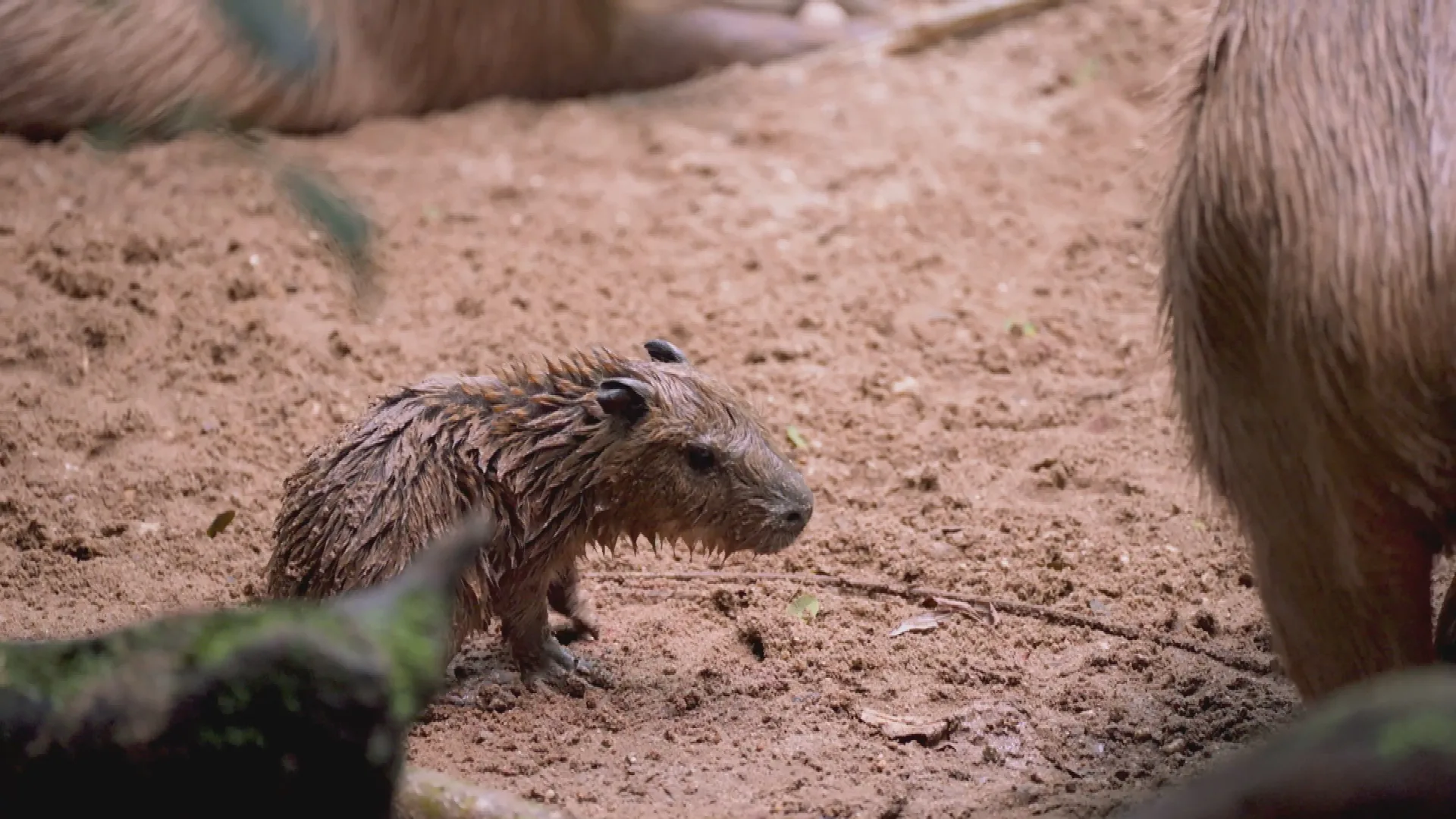 Bijzonder: bezoekers zien live hoe capibara-vierling ter wereld komt