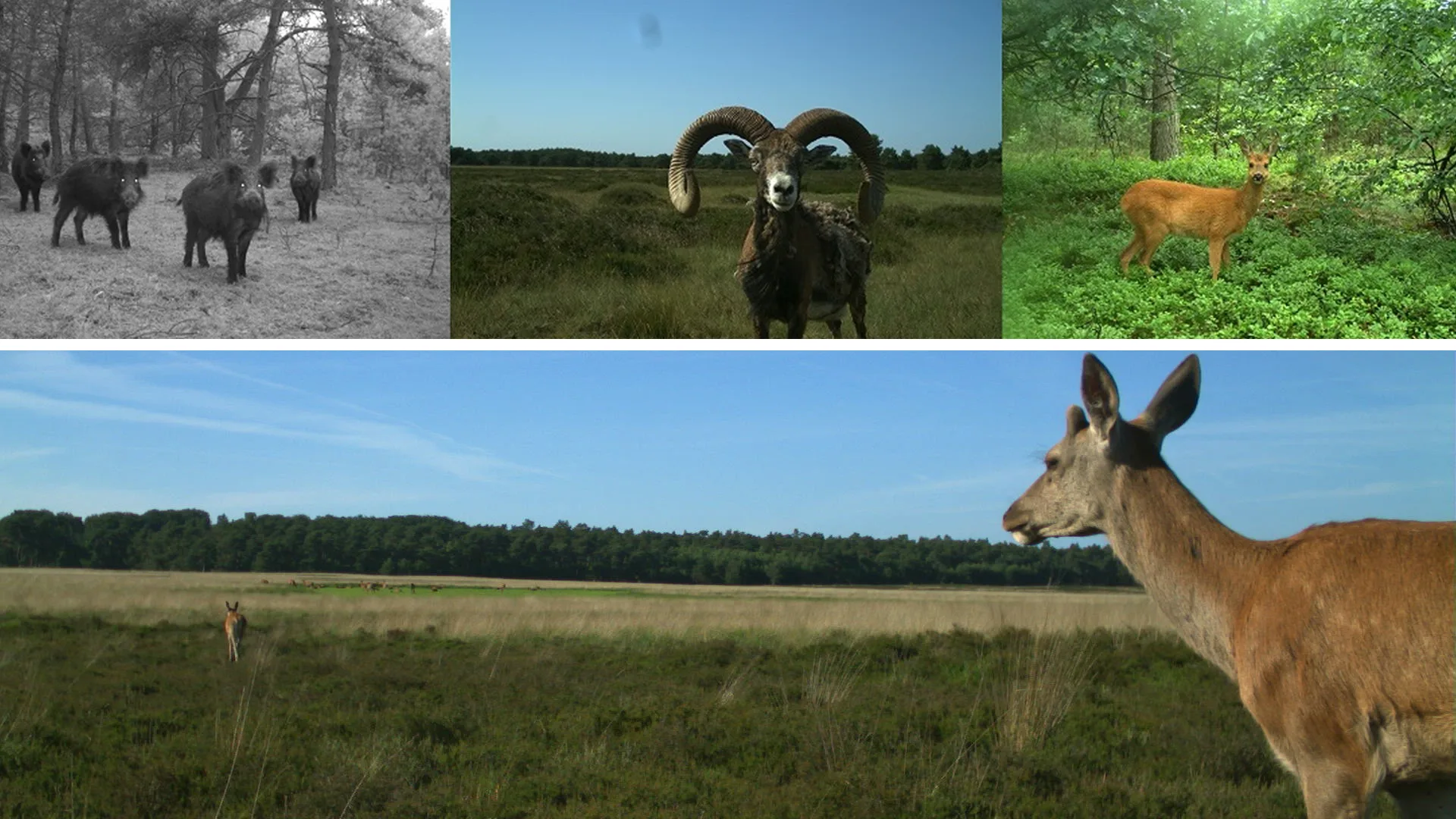 Unieke kans voor onderzoekers: Veluwse dieren hebben vrij spel door coronavirus