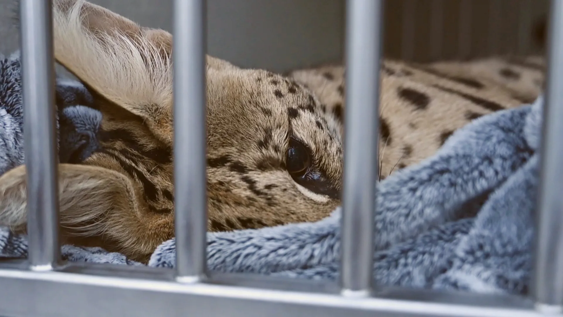 Arnhemmer probeert kat van ontsnapte serval te redden