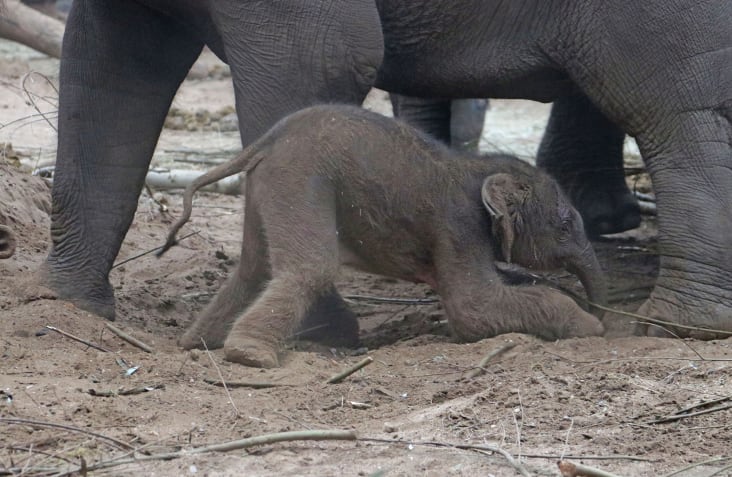 Dat worden roze muisjes in DierenPark Amersfoort: geboren olifantje heet Yindi