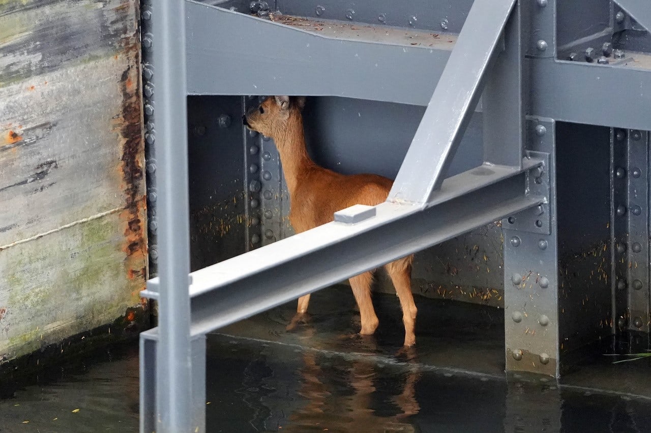 Brandweer redt ree uit benarde situatie bij sluisdeur in Weert 