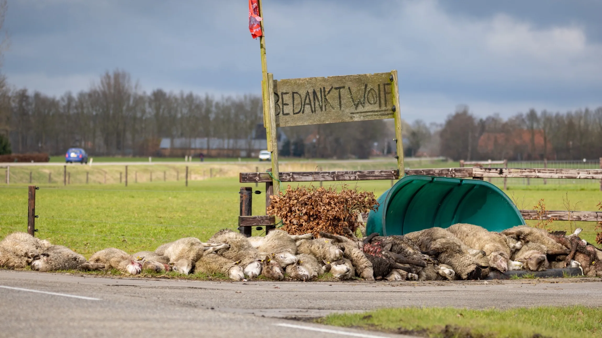 Opnieuw slachtpartij in Oosterwolde: wolf doodt 32 schapen