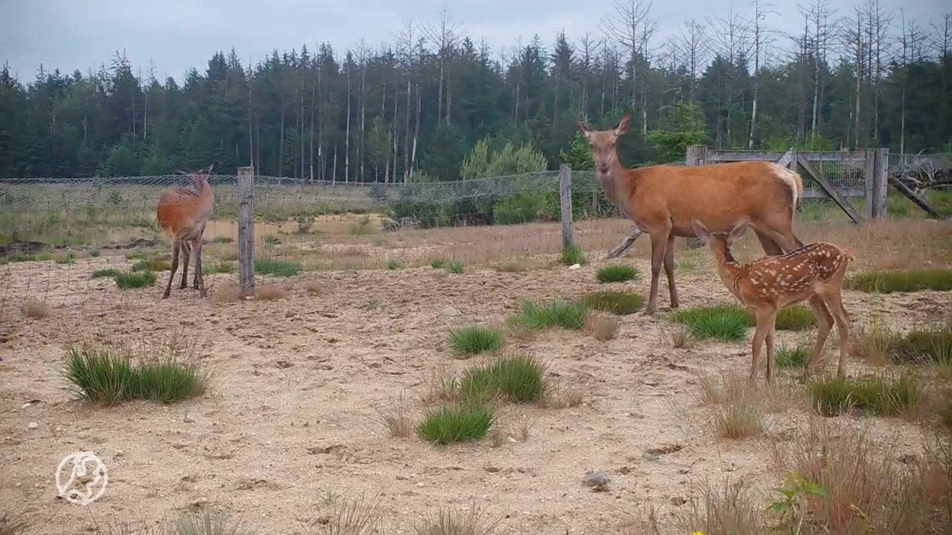 Wildcamera legt wolf vast die kalf heeft gevangen