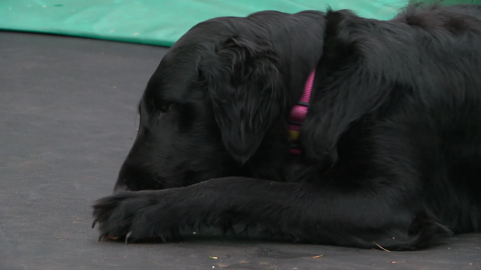 Hond Saartje kreeg botkanker en stond haar poot af aan de wetenschap