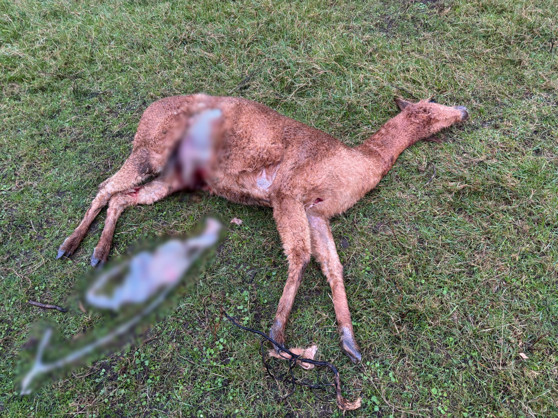 Drie alpaca's dood door vermoedelijke wolvenaanval in Otterlo