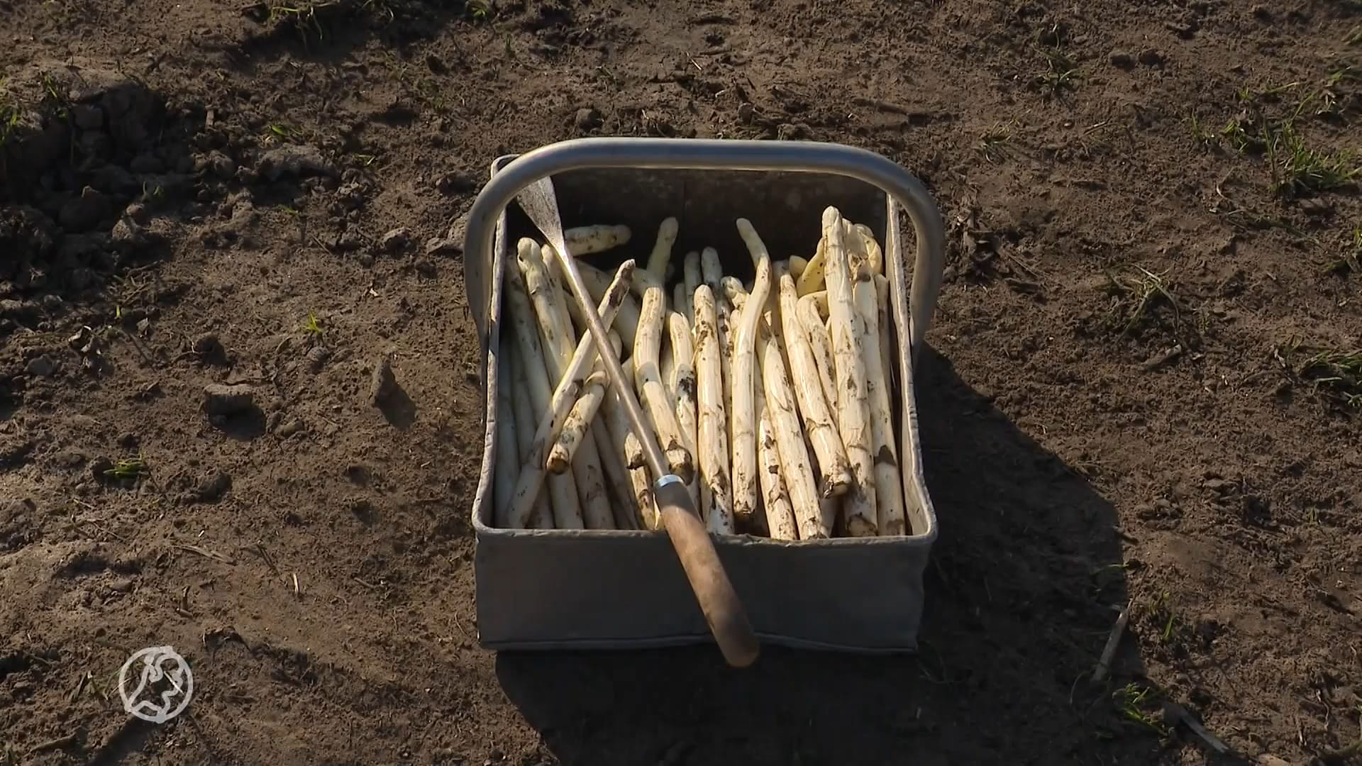 Primeur! Eerste asperges geoogst: 'Ik heb meteen mijn moeder gebeld'