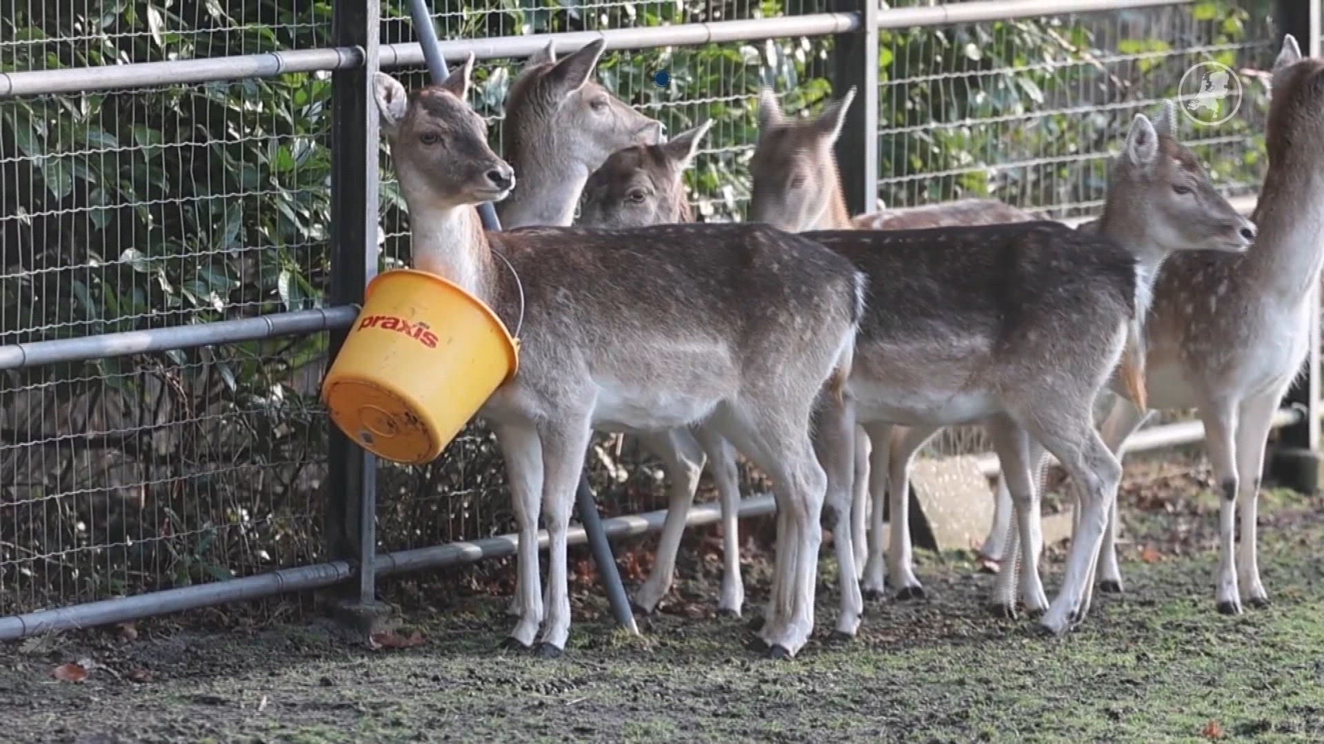 Brandweer redt hert uit benarde emmersituatie in Rijswijk
