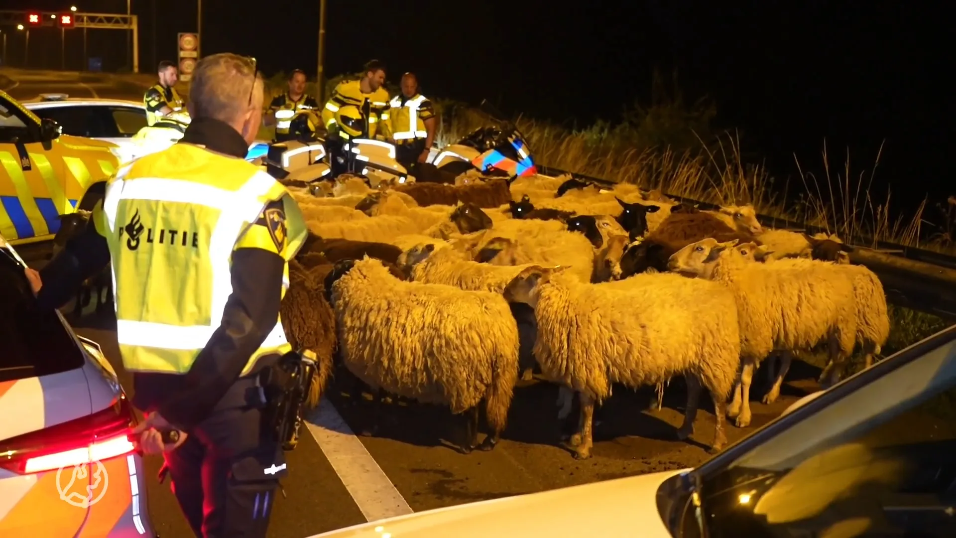 Schapen lopen midden op snelweg A50, weggebruikers schieten te hulp