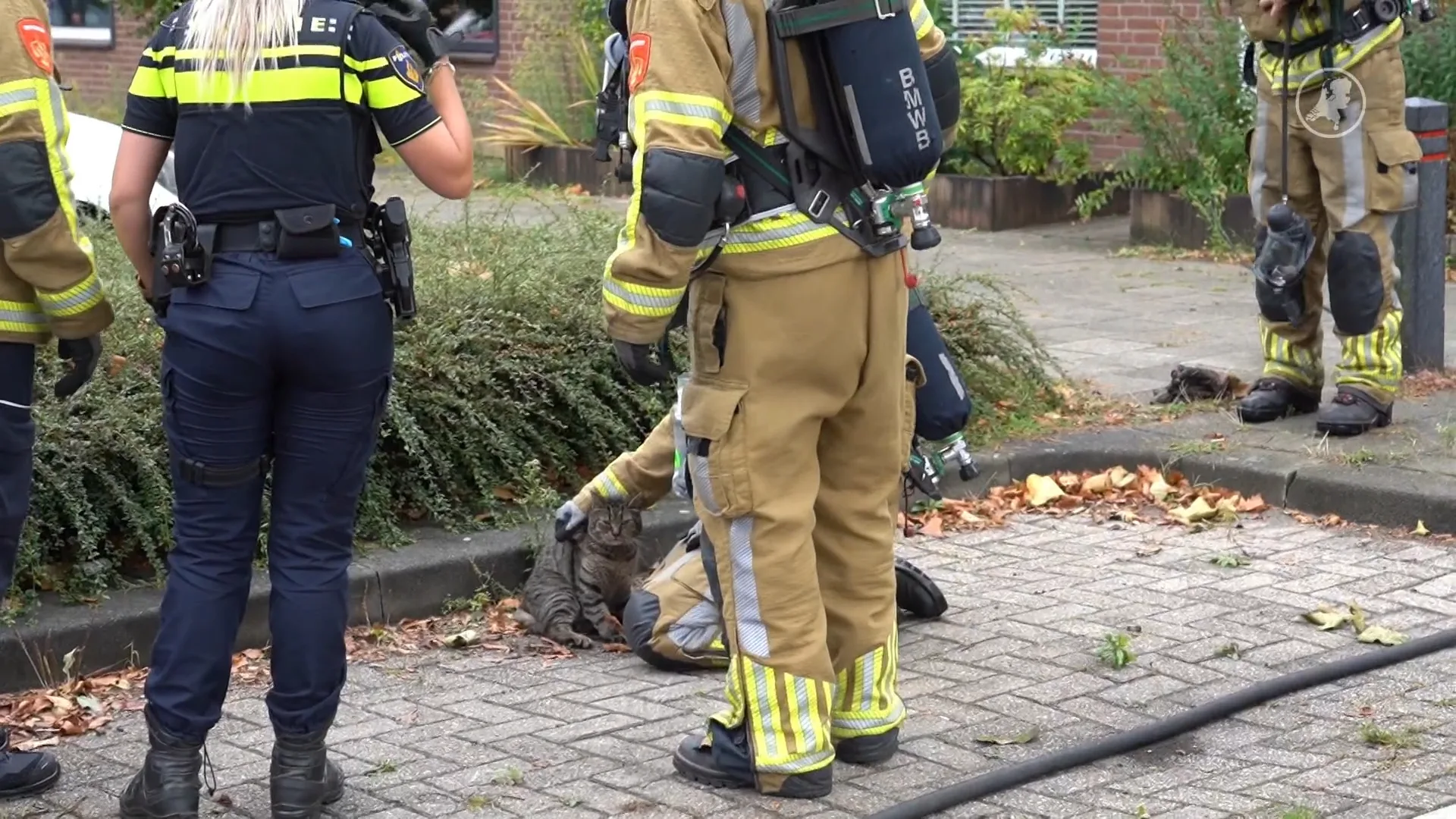 Woningbrand in Tilburg: kat, schildpad uit het vuur gered