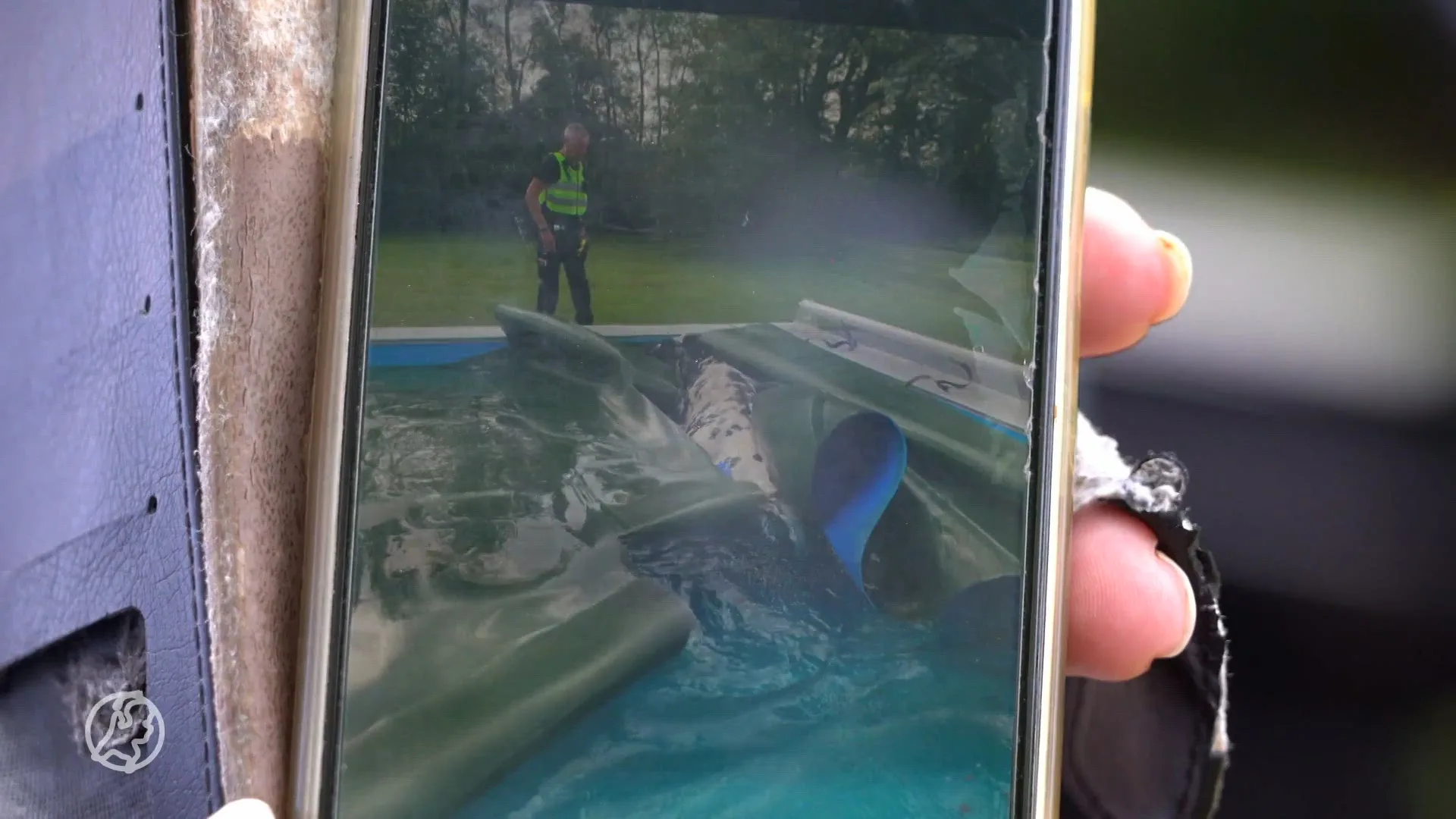 Verfrissend avontuur: ontsnapte koe neemt duik in Drents zwembad