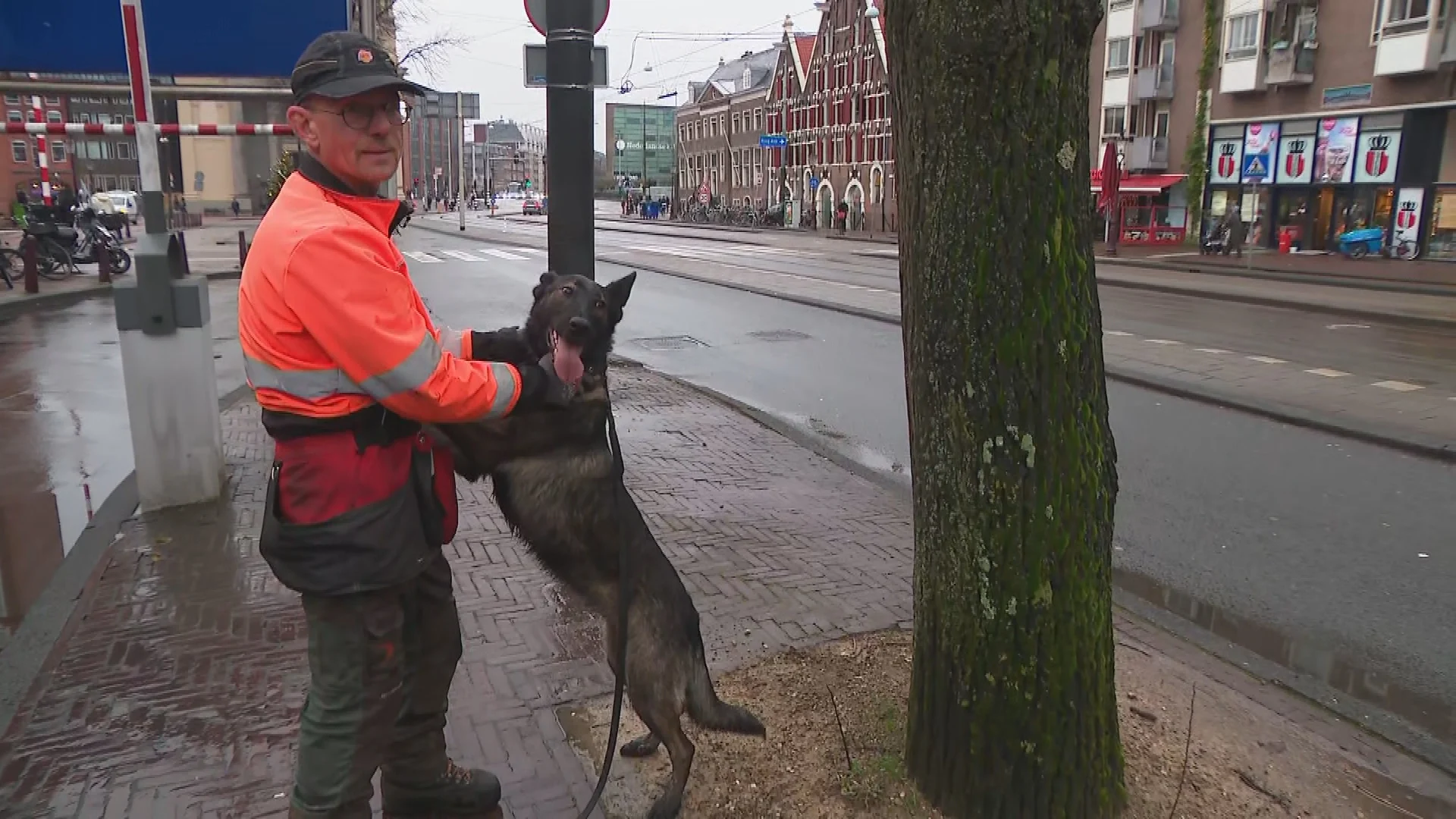 Dankzij speurhond Dora vallen zieke bomen minder snel om