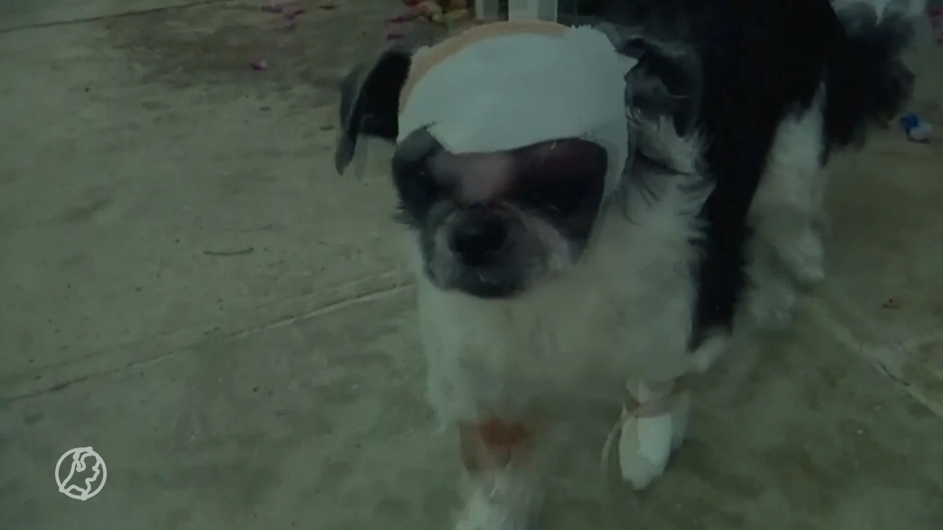 Door bijzondere ingreep springt hondje Indy na ziekte weer bij baasjes op de bank