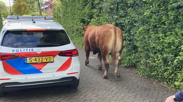 Loslopende stier zorgt voor reuring in Son en Breugel: 'Het was wel een sensatie'
