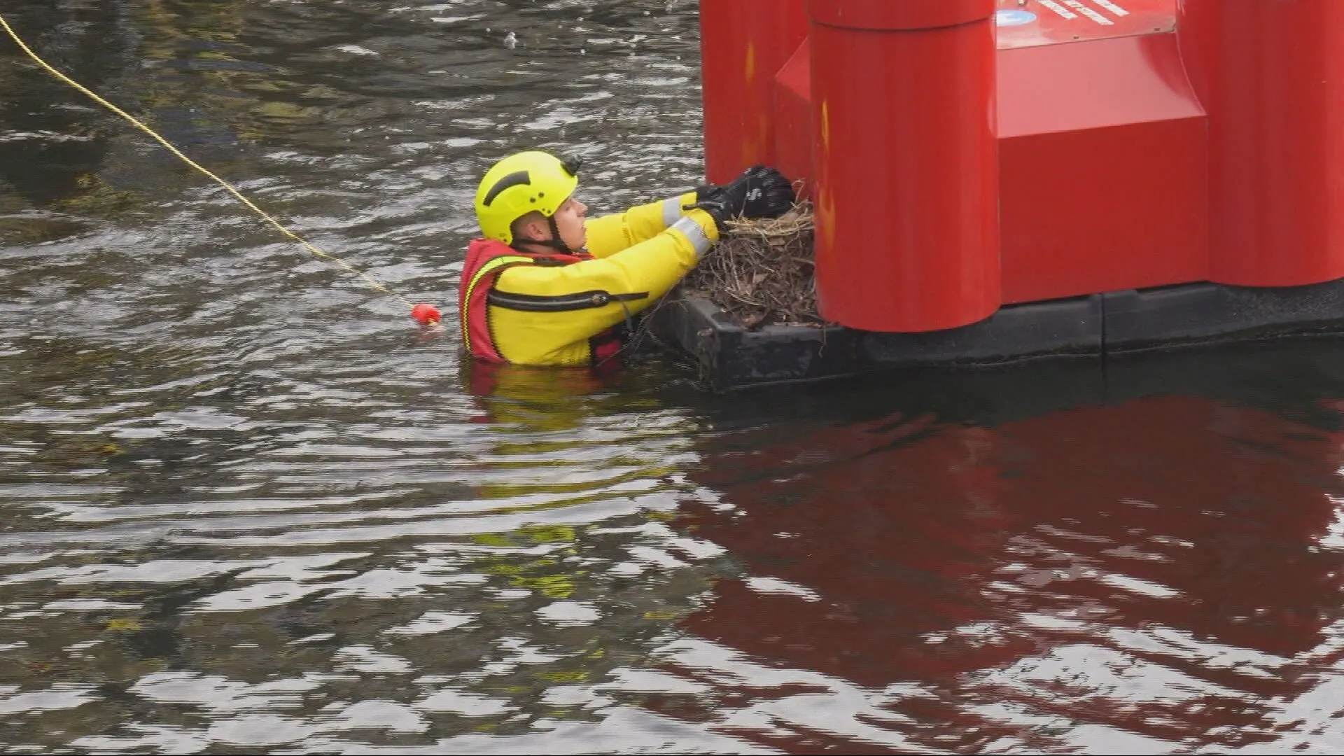 ZIEN: Jong waterhoentje valt in kanaal Helmond, brandweer grijpt snel in