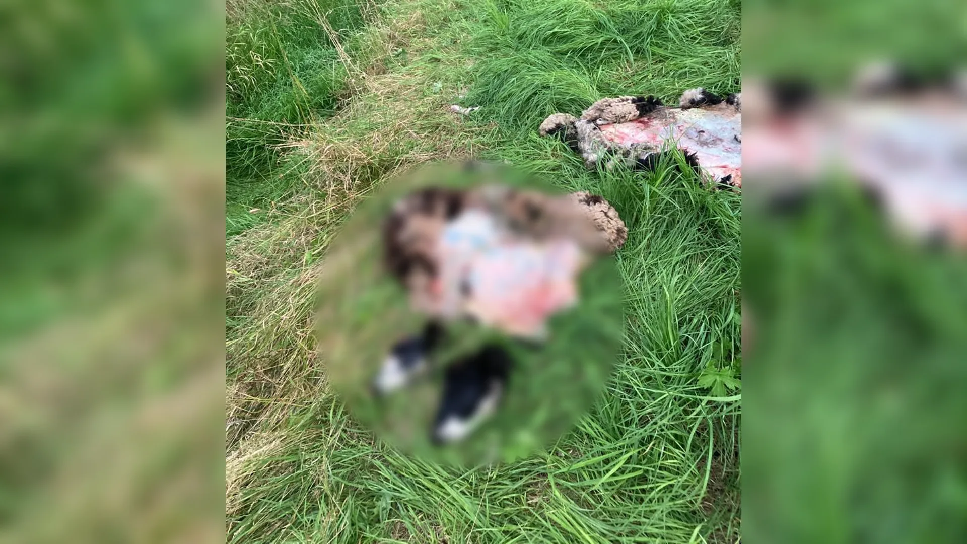 Brute slachtpartij in weiland Bathmen: schapen gevild en onthoofd